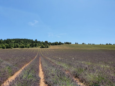 A wide, open field of lavender stretches into the distance under a clear blue sky. The rows of lavender are neatly aligned, leading towards a horizon of green trees bordering the field.