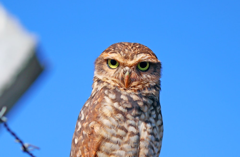 brown owl in blue sky during daytime