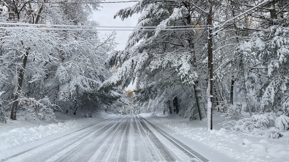estrada entre árvores cobertas de neve