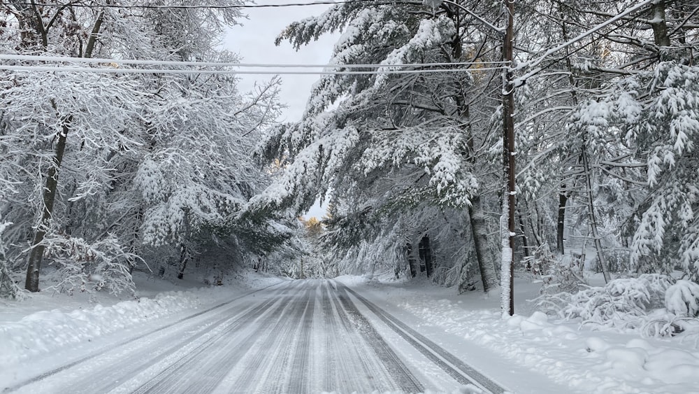 road between trees covered with snow