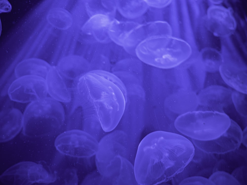 blue jellyfish in water during daytime