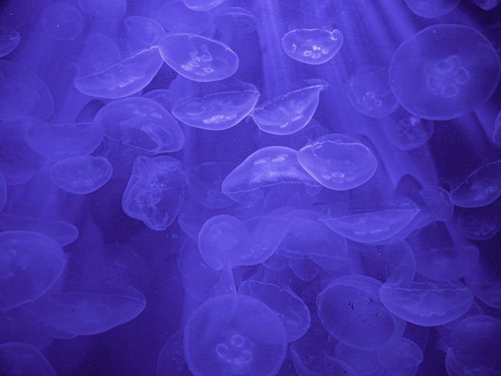 blue jellyfish in water during daytime