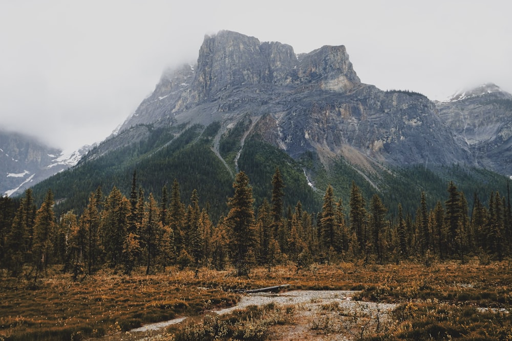 green trees on brown field near mountain during daytime