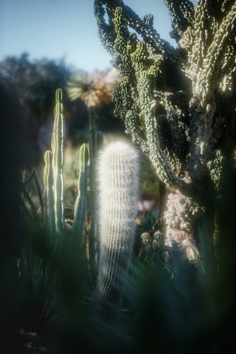 white and green plant during daytime