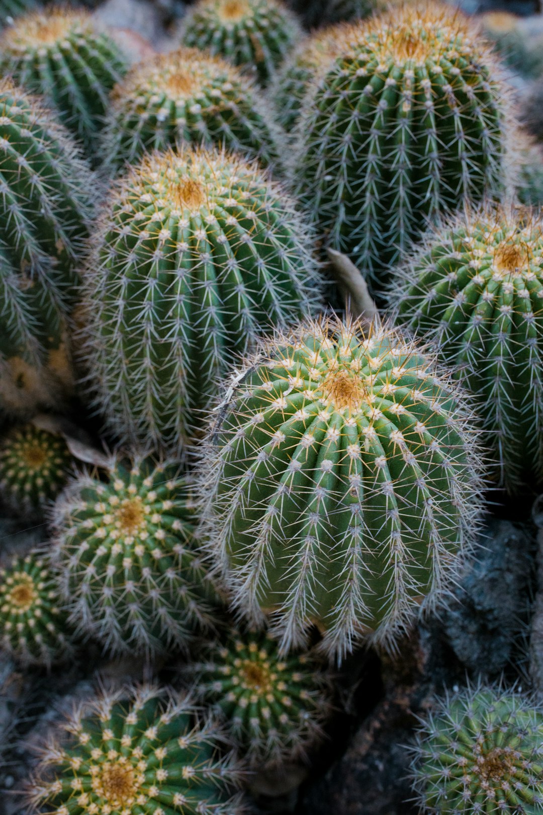 green cactus plant in close up photography