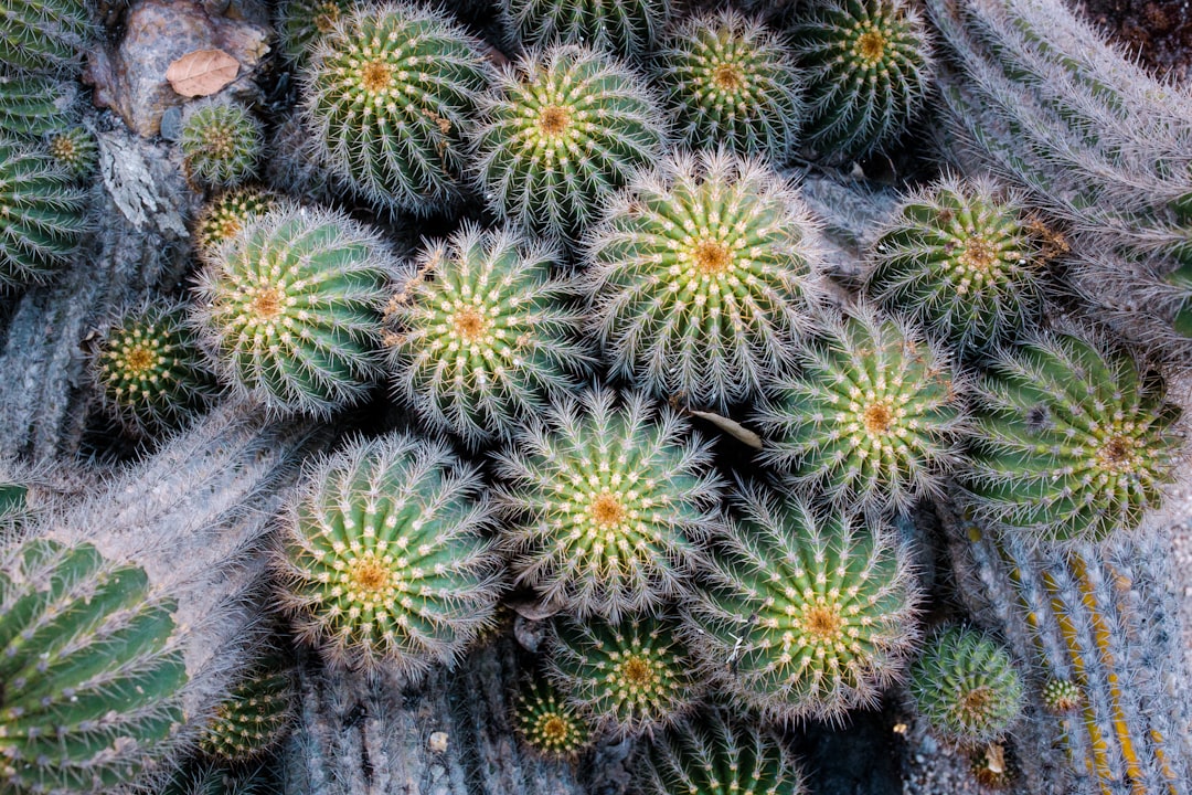 green cactus plant on gray rock