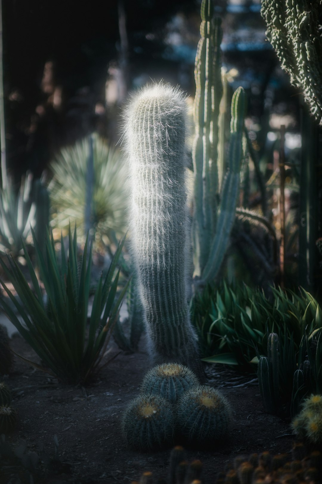 green cactus plant during daytime