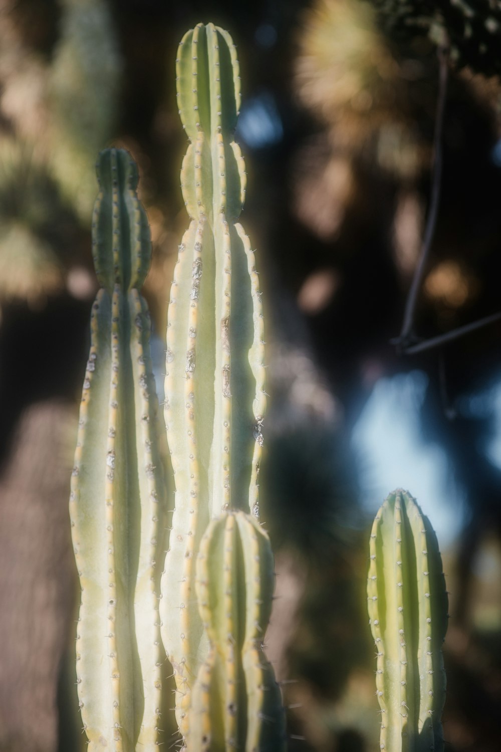 green plant in close up photography