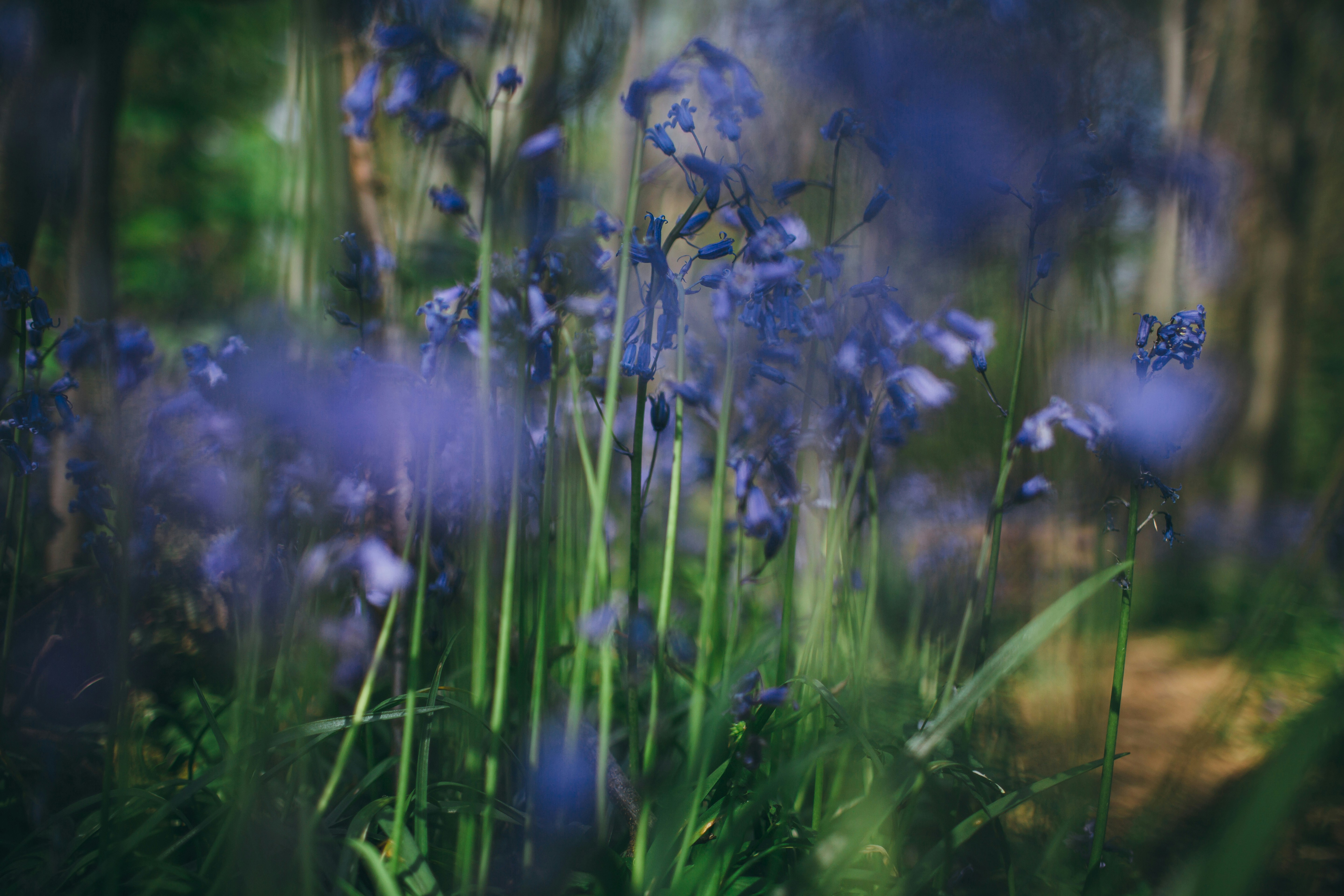 Yellow flower on green grass field photo Free Plant Image on Unsplash