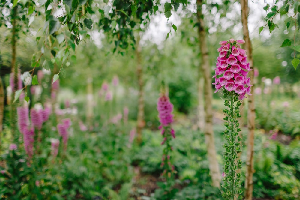 purple flower in tilt shift lens