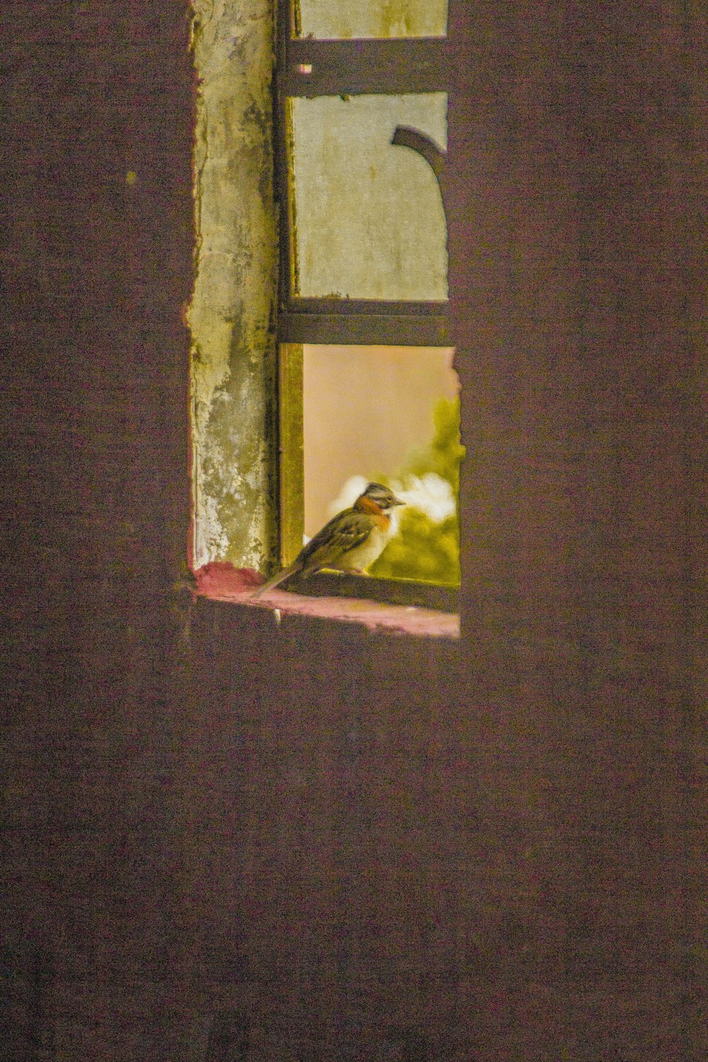 yellow bird on brown wooden window