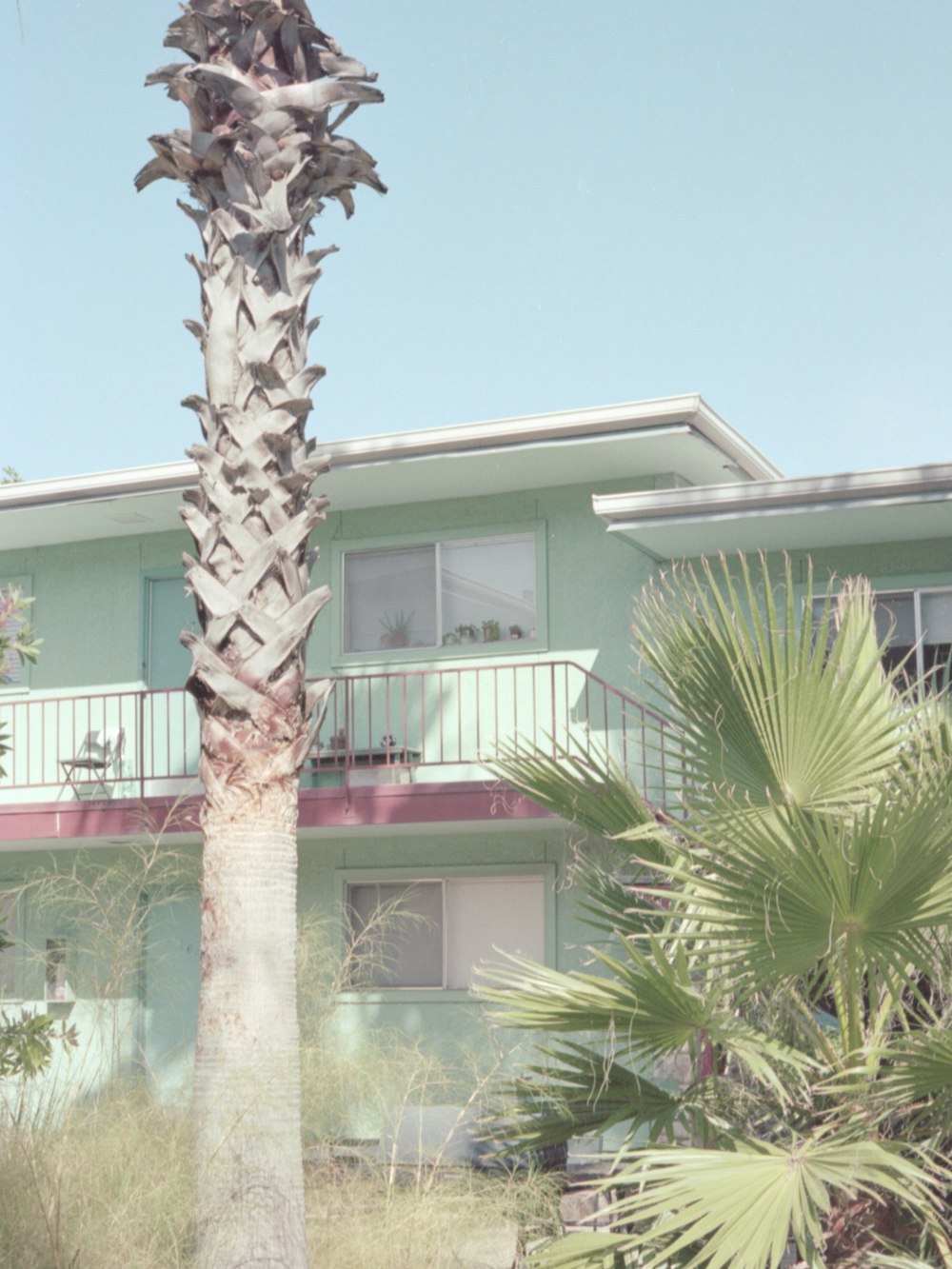 palm tree near white concrete house