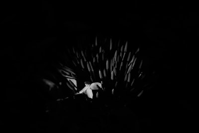 white and black feather in black background tactile zoom background