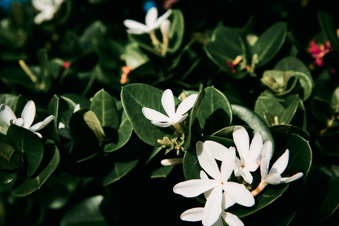 white 5 petaled flower in bloom