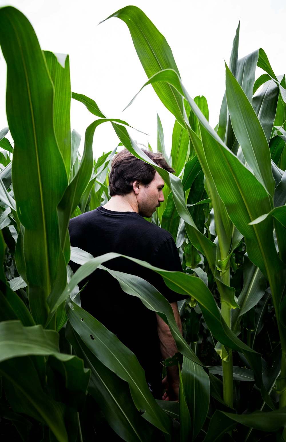 man in black long sleeve shirt standing beside corn plant during daytime