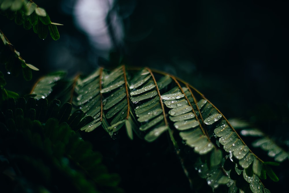 green leaf plant in close up photography