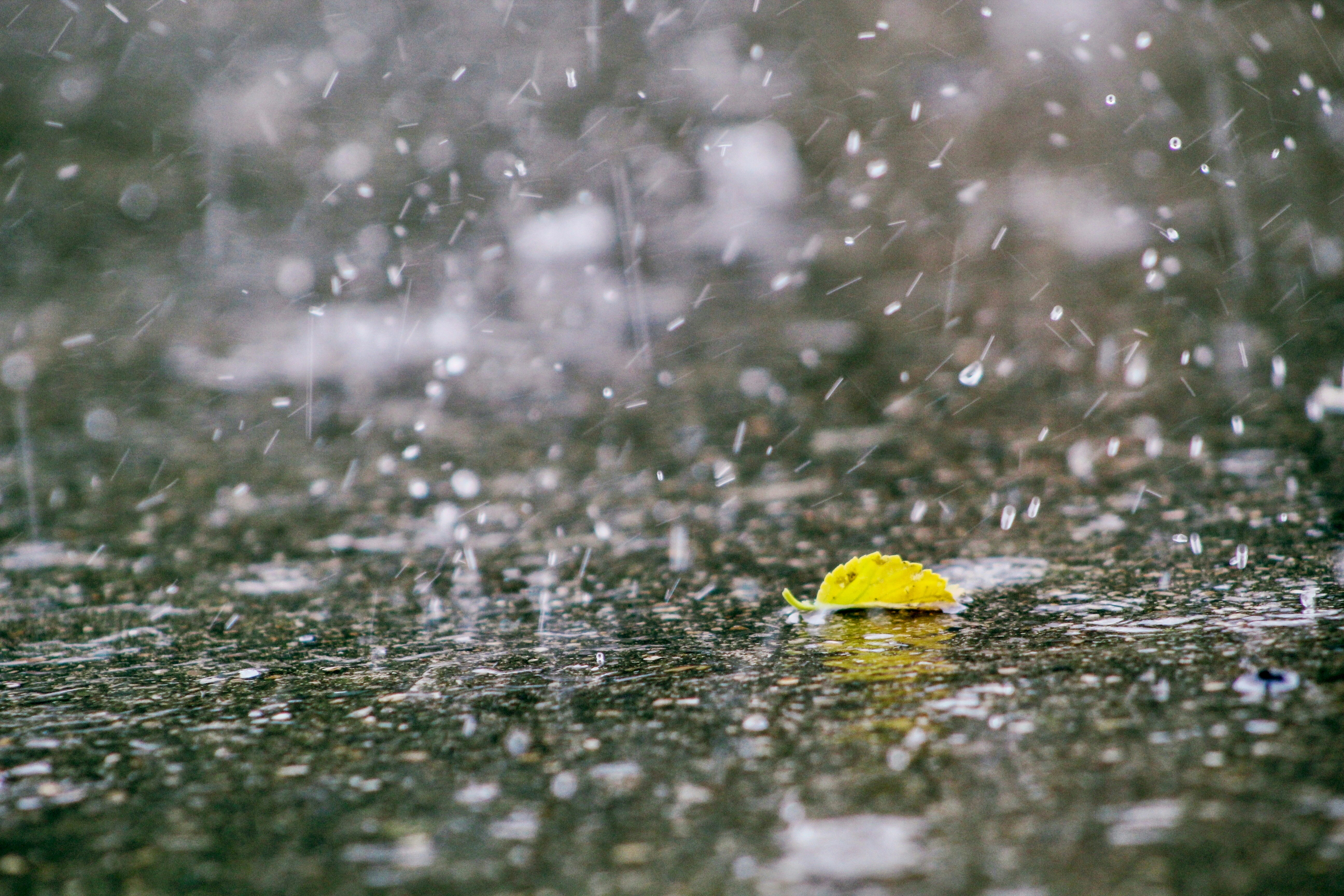 yellow leaf on water during daytime