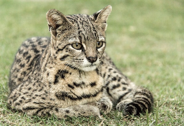 brown and black leopard lying on green grass during daytime