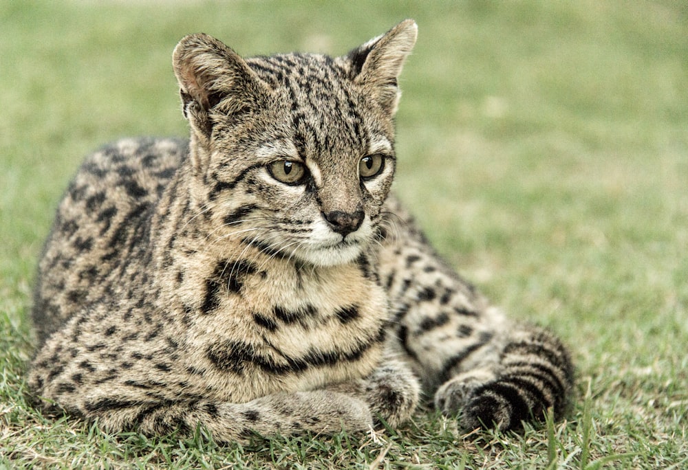 brown and black leopard lying on green grass during daytime