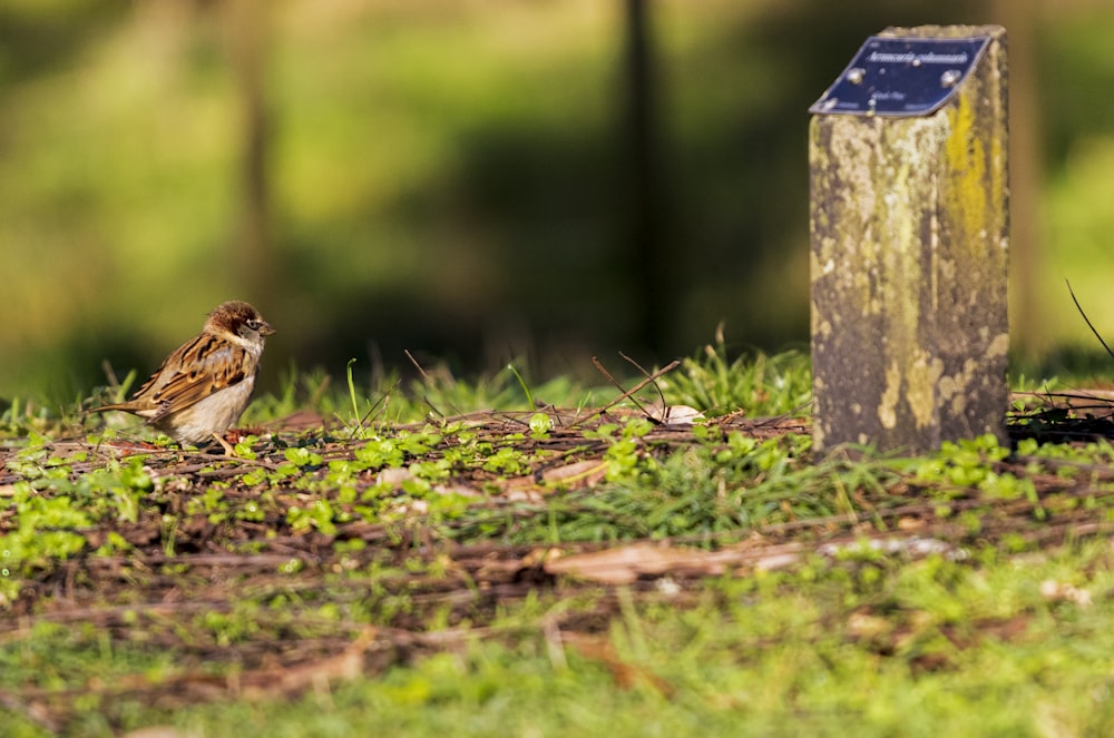 brown bird on brown wooden fence during daytime