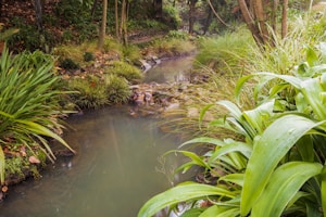 A tranquil, shallow stream flows gently through a lush forest. The stream is bordered by dense green plants and trees, with overhanging foliage creating a serene and natural atmosphere. The water appears slightly cloudy, with some rocks and pebbles visible through the surface. The predominant vegetation includes long, thin leaves and various shrubs, contributing to the image of a peaceful and verdant woodland scene.