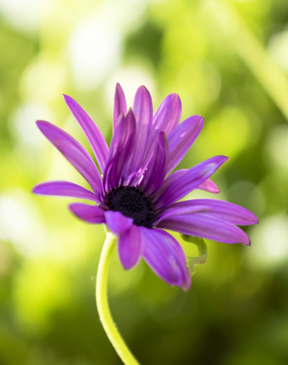 purple flower in tilt shift lens