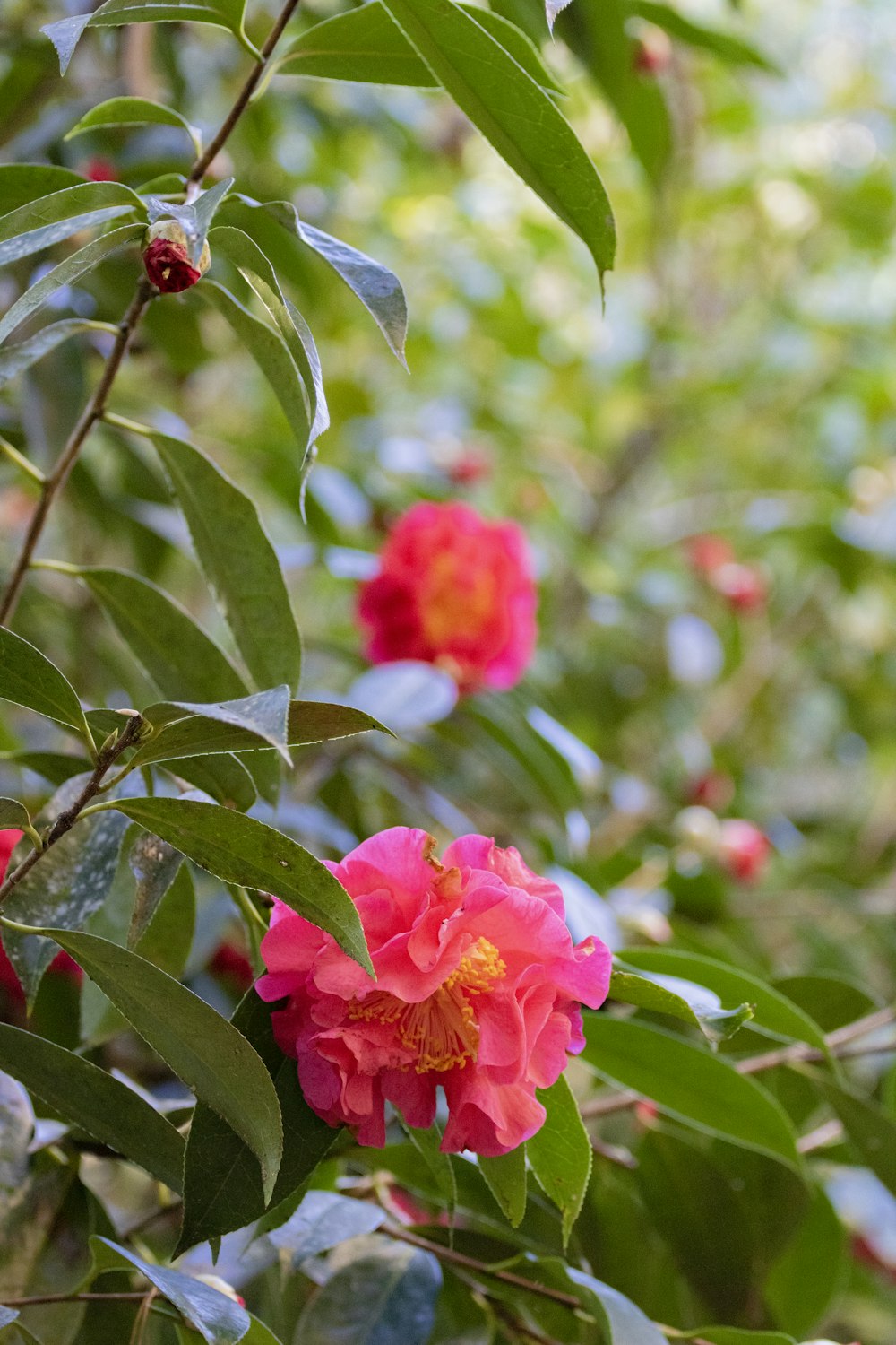 red flower with green leaves