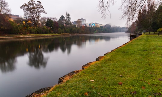 green grass near lake during daytime in Waikato River New Zealand