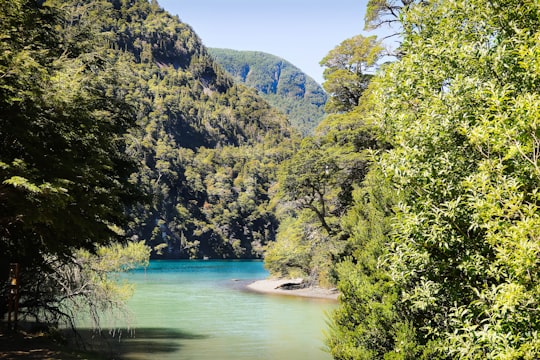 green trees near lake during daytime in Río Negro Argentina