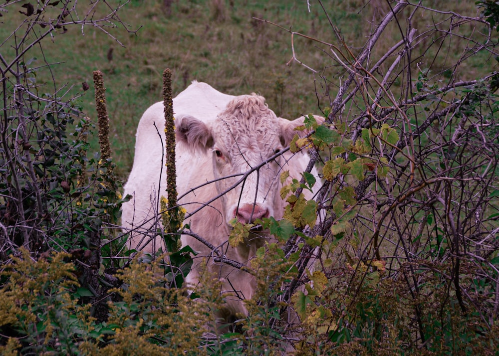 Vaca blanca en campo de hierba verde durante el día
