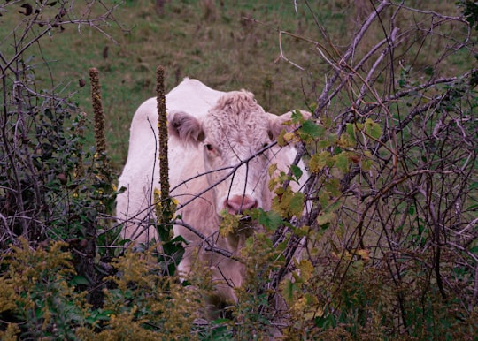 white cow on green grass field during daytime in Prince Edward County Canada