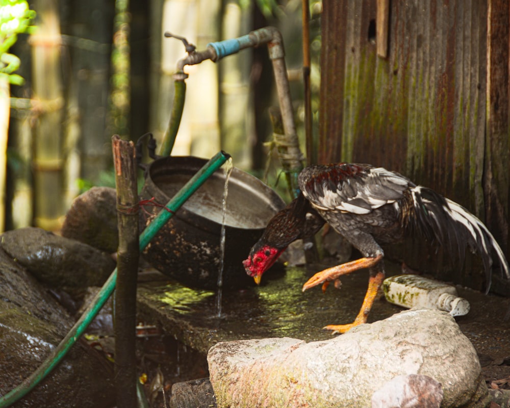 black and white bird on brown wooden stick