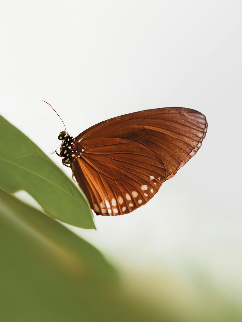 brown and black butterfly on green leaf