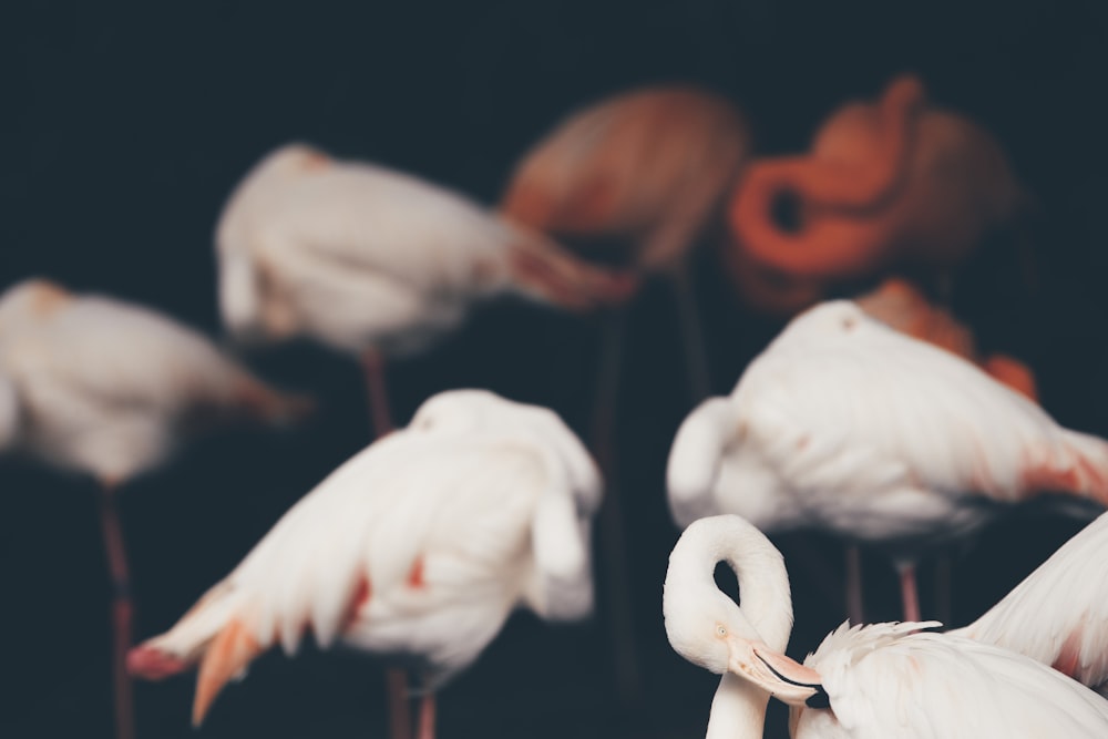 white and orange flamingos on water
