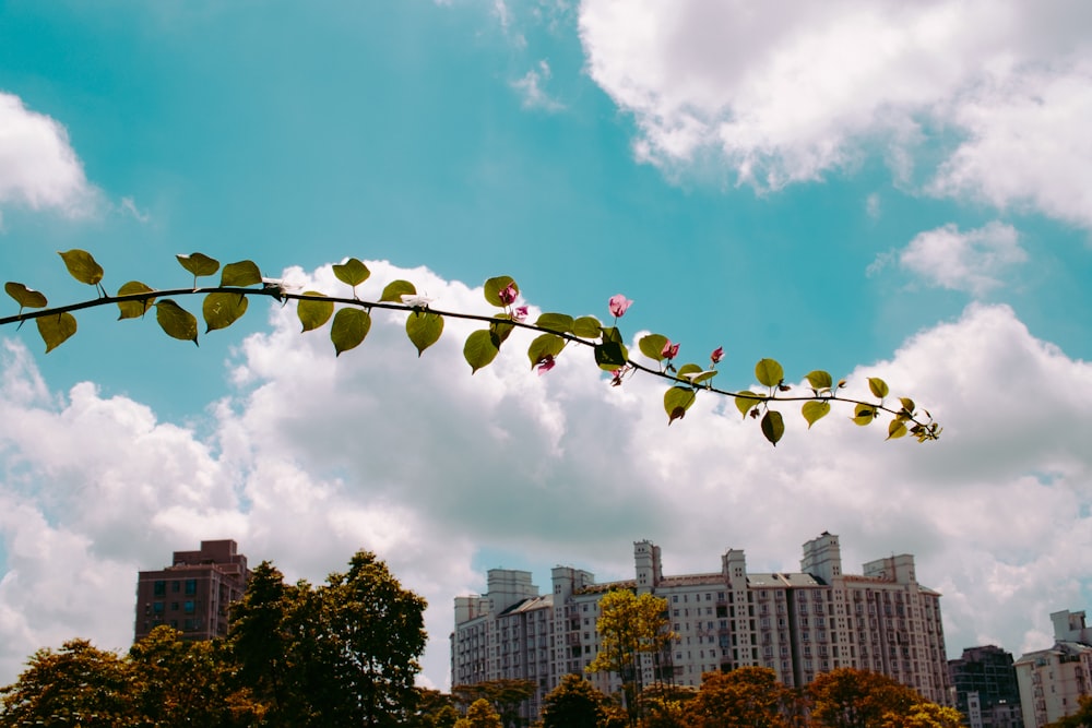 green and red hanging decors