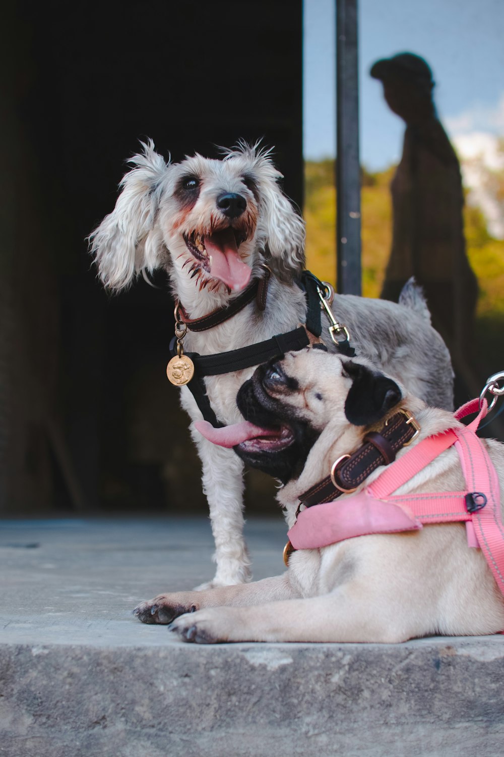 white and gray short coated small dog with pink harness
