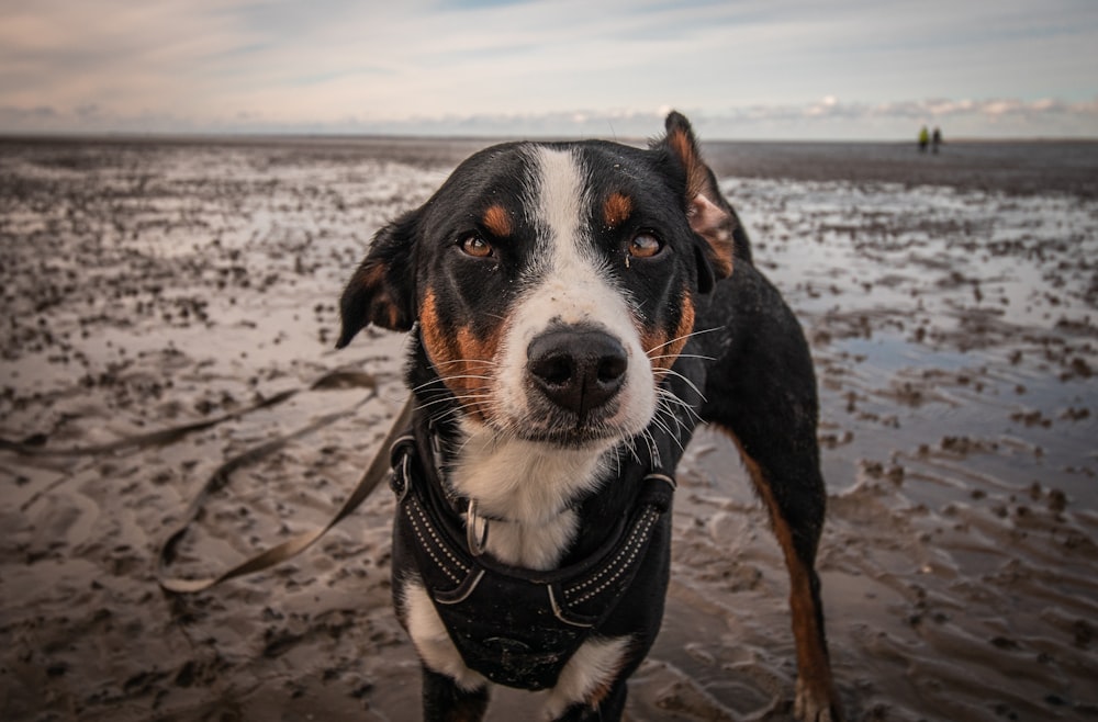 black white and brown short coated dog on brown sand during daytime