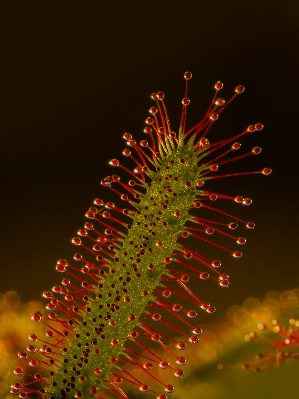 green and red plant with water droplets