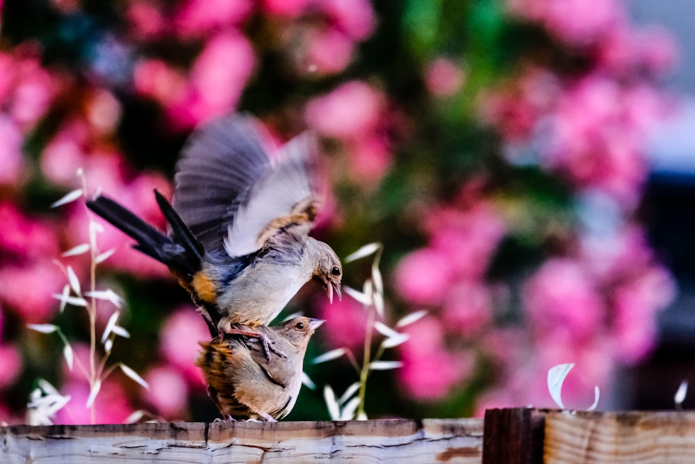 grey and yellow bird on brown wooden fence during daytime