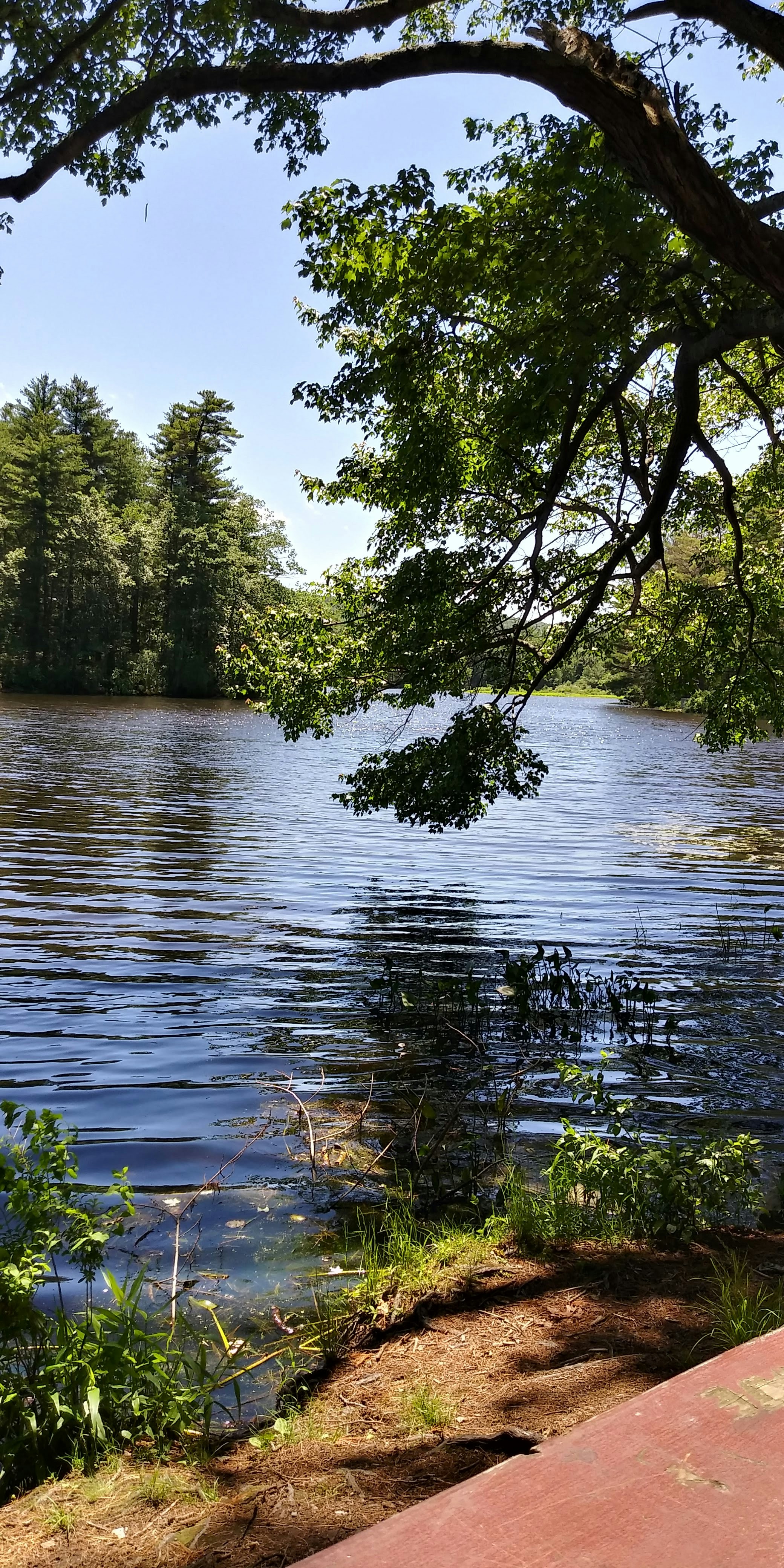 green trees beside river during daytime