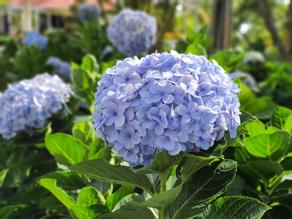 Hortensias moradas en flor durante el día