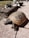 A tortoise is walking on a textured, light-brown surface made of stone or tile. The tortoise's shell is dark brown with lighter brown patterns. In the background, there are shells and a piece of driftwood, partially blurred, set against a green grassy area.