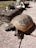 A tortoise is walking on a textured, light-brown surface made of stone or tile. The tortoise's shell is dark brown with lighter brown patterns. In the background, there are shells and a piece of driftwood, partially blurred, set against a green grassy area.