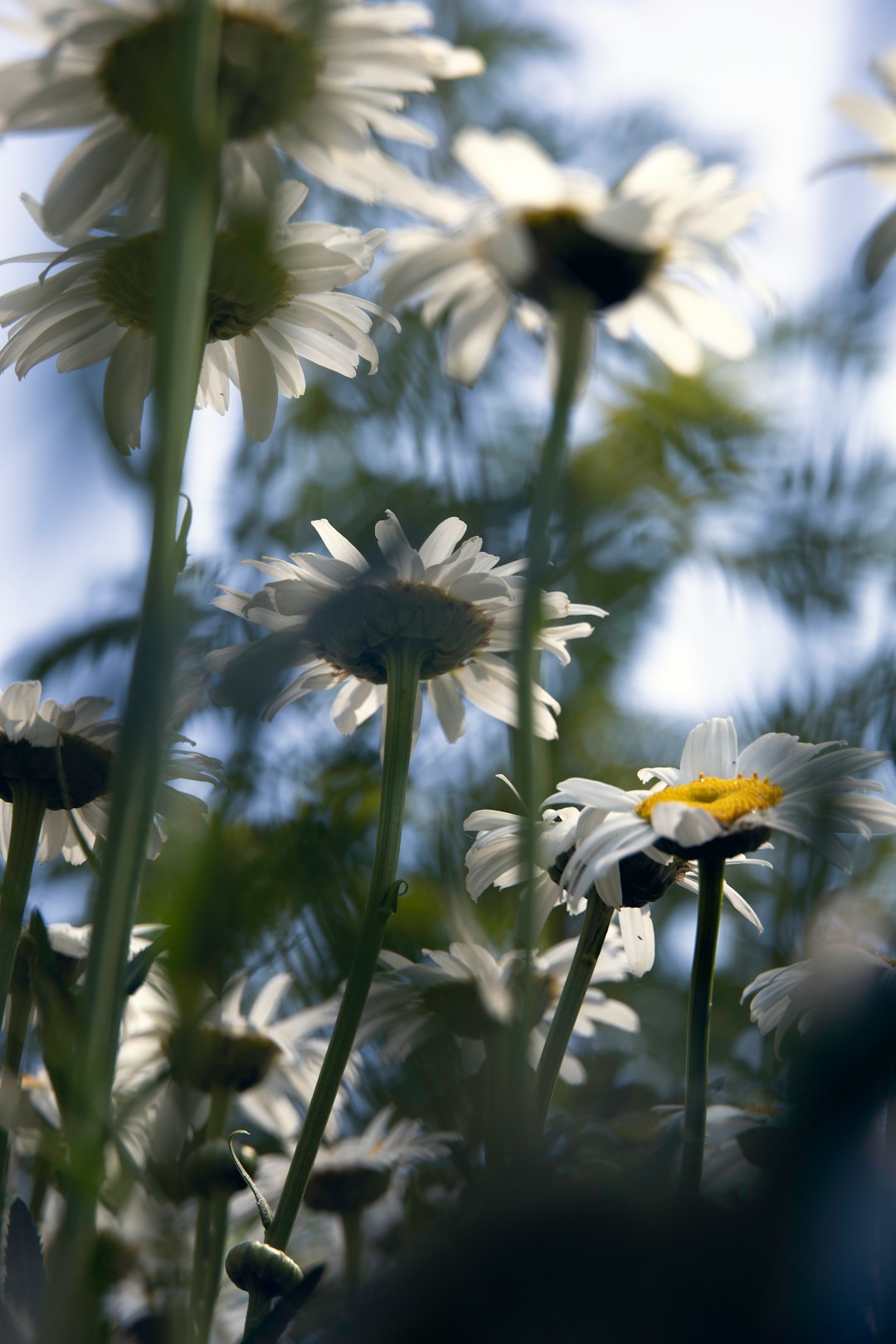 white and yellow daisy flowers