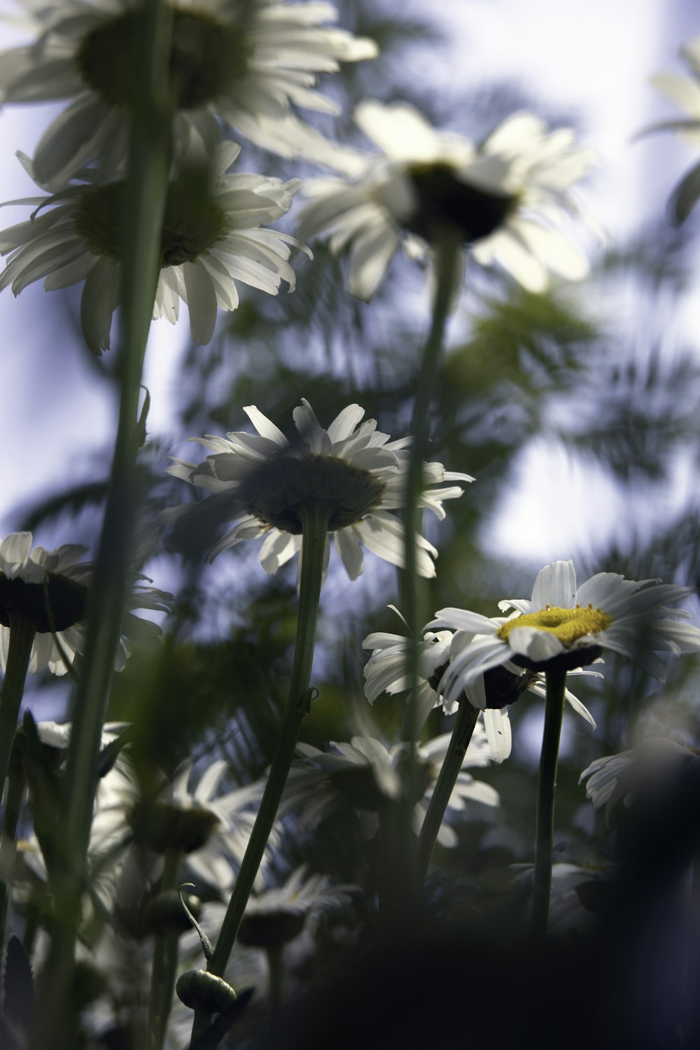 white and yellow daisy flowers