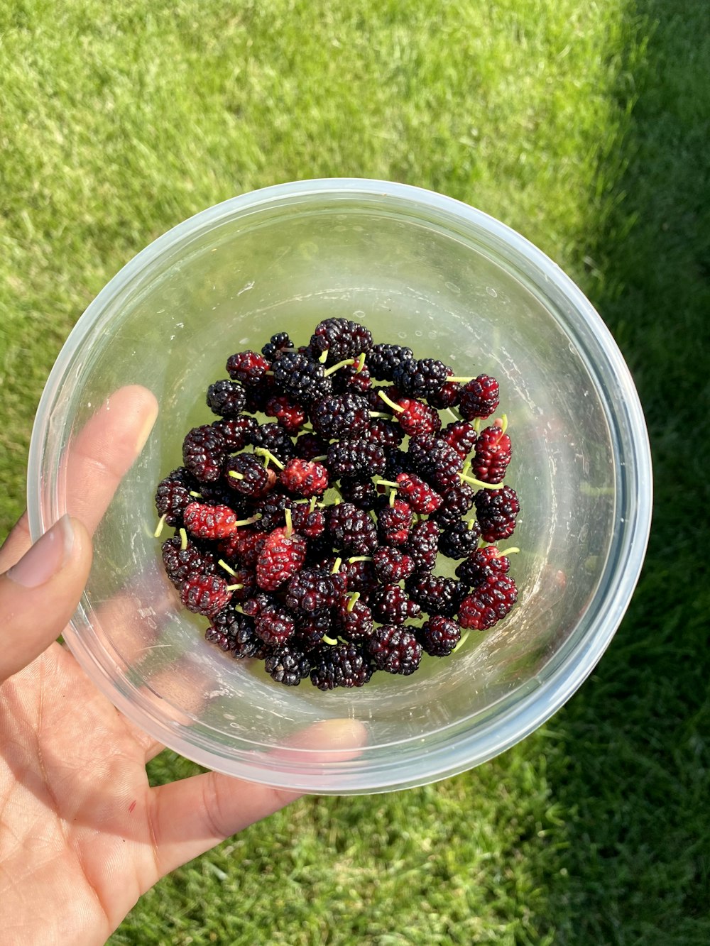 red and black round fruits in clear plastic container