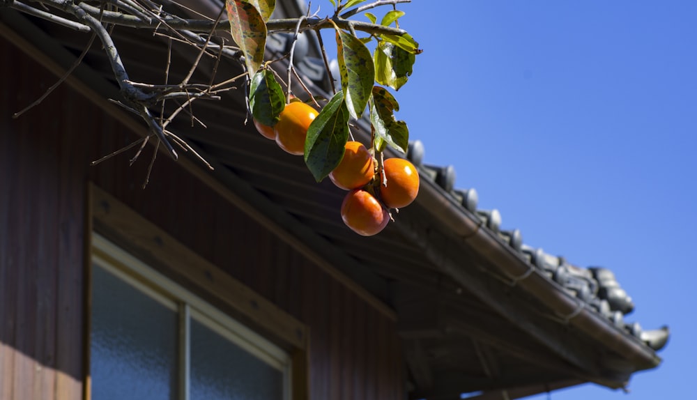 orange fruit on tree during daytime