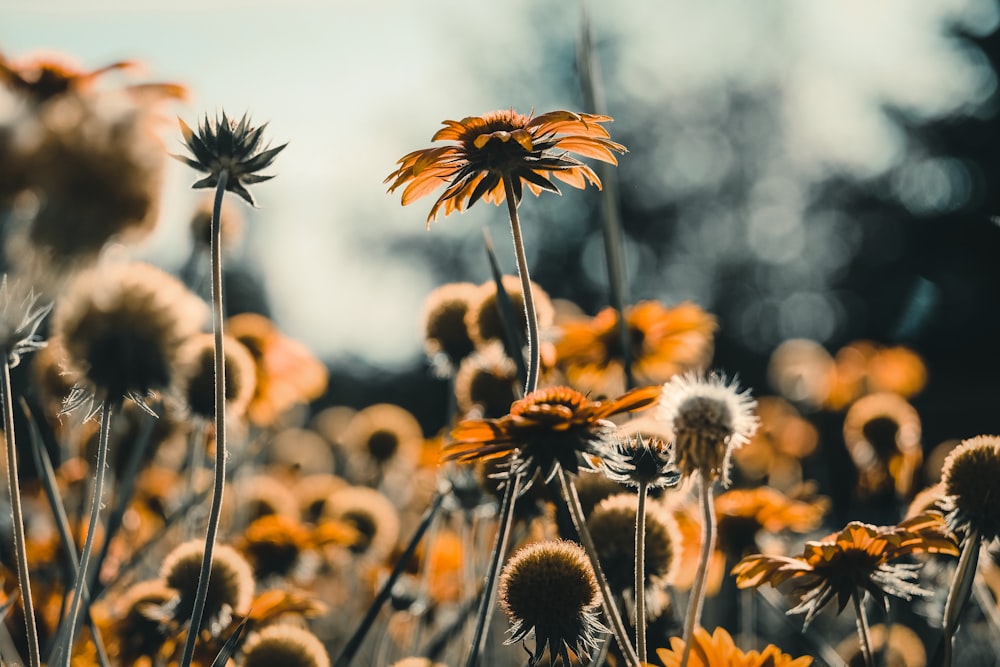 yellow and brown flower field