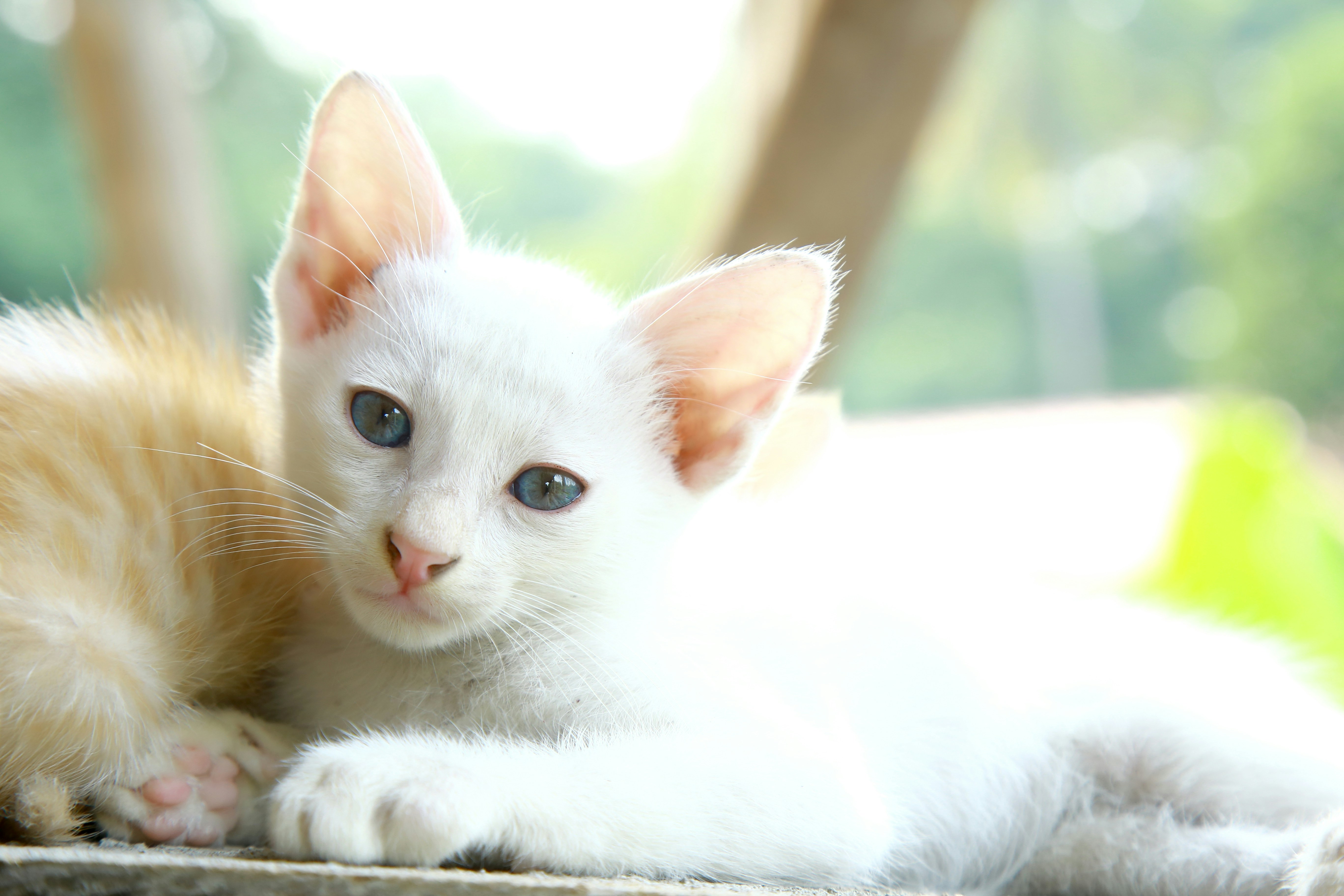 White Cat On White Textile Photo Free Kitten Image On Unsplash