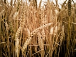 brown wheat field during daytime